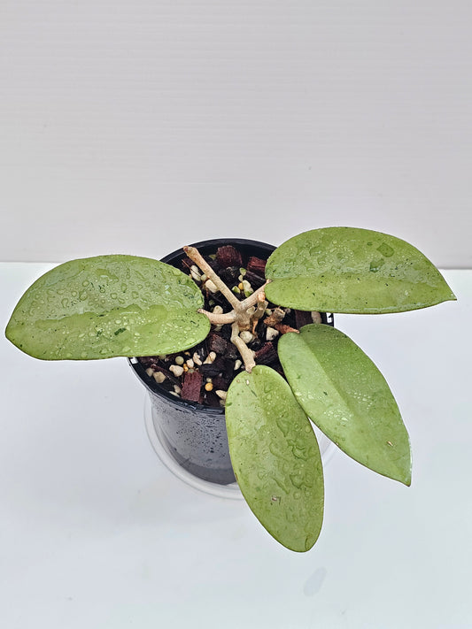💥Hoya 'Silver Dollar'💥