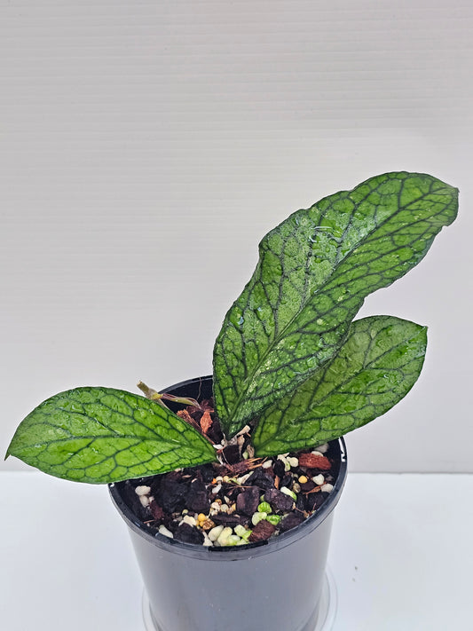 💥💫Hoya sp. Lampung💫💥