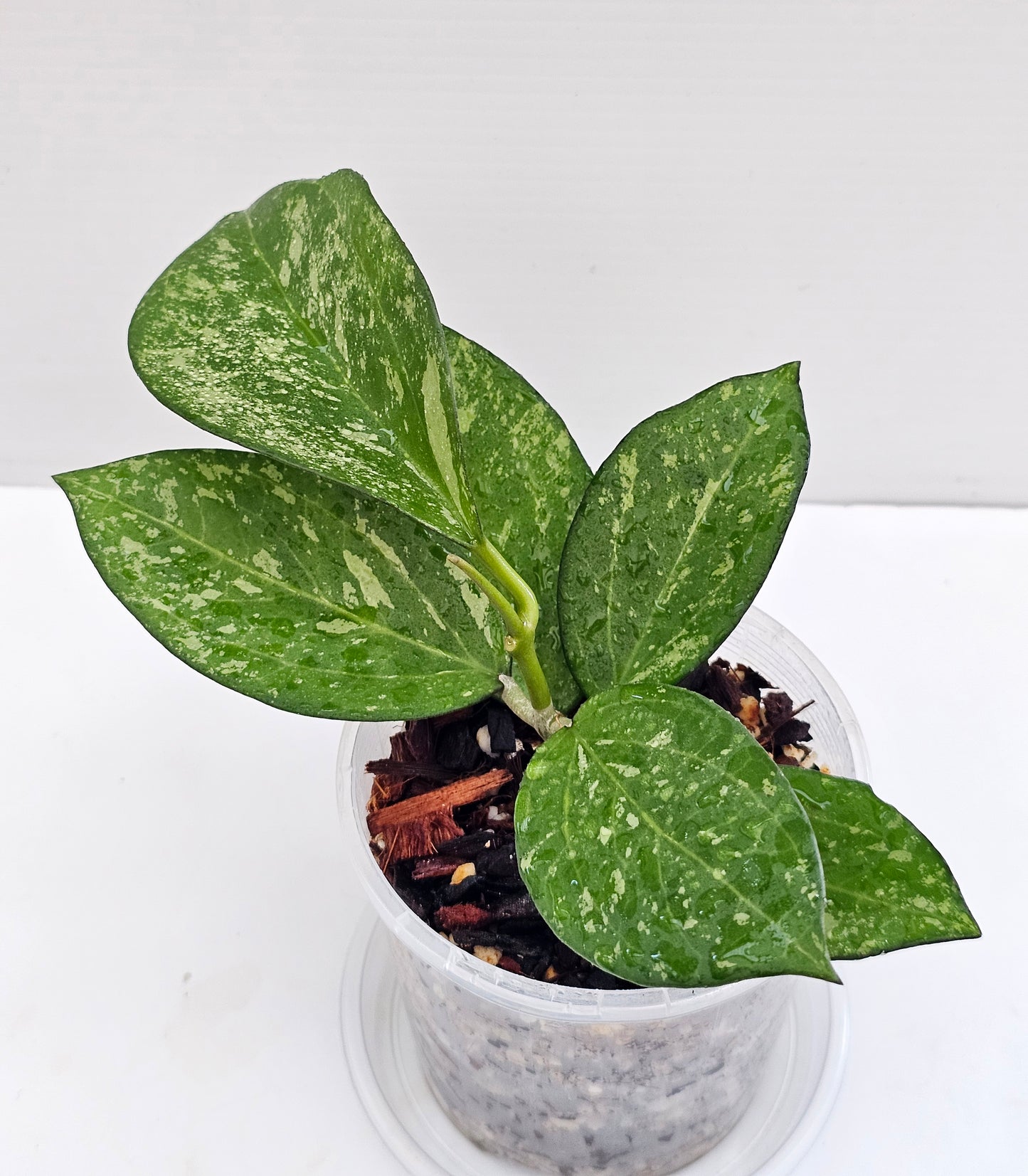 💥Hoya icensis  'Splash'💥