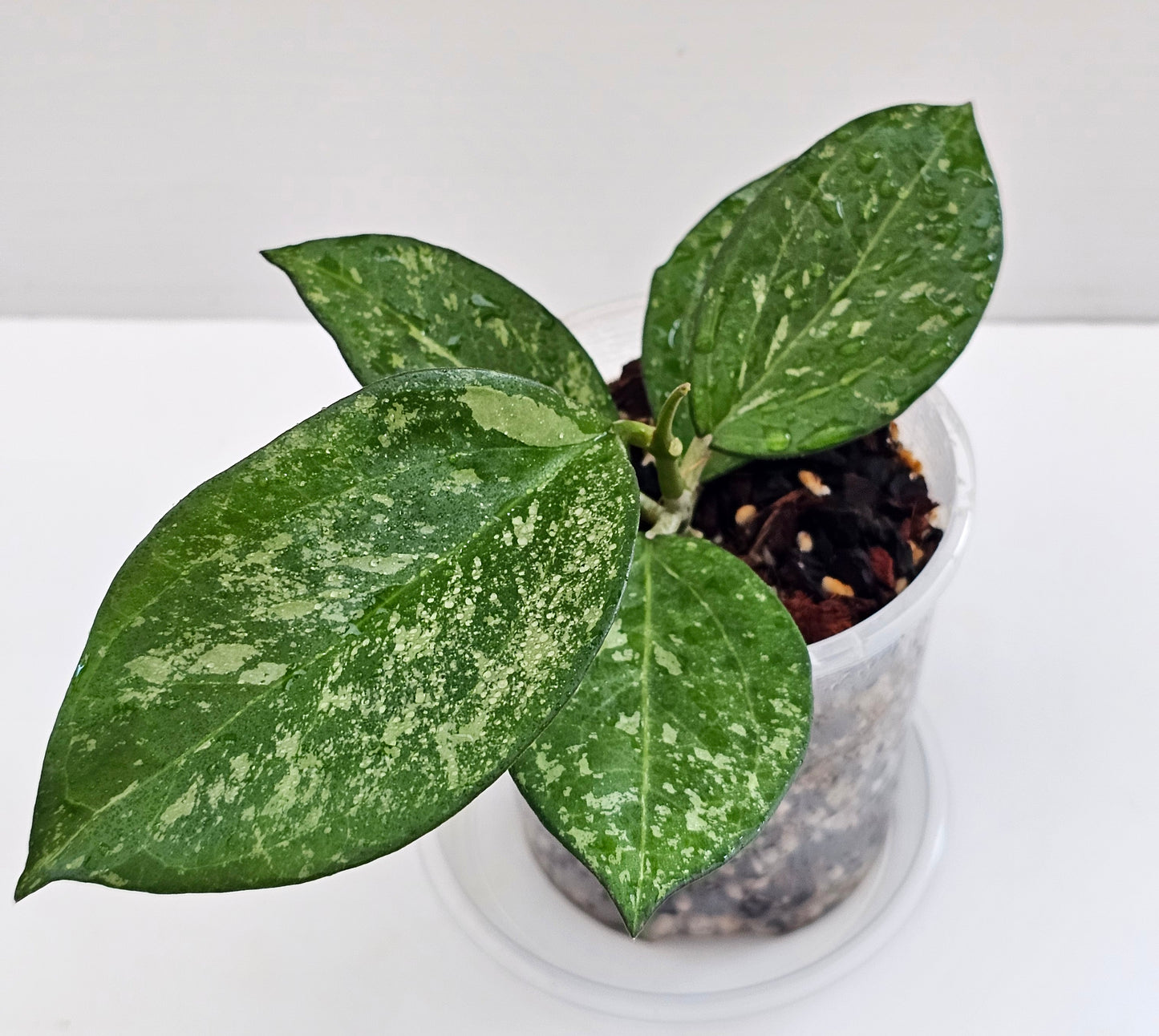 💥Hoya icensis  'Splash'💥