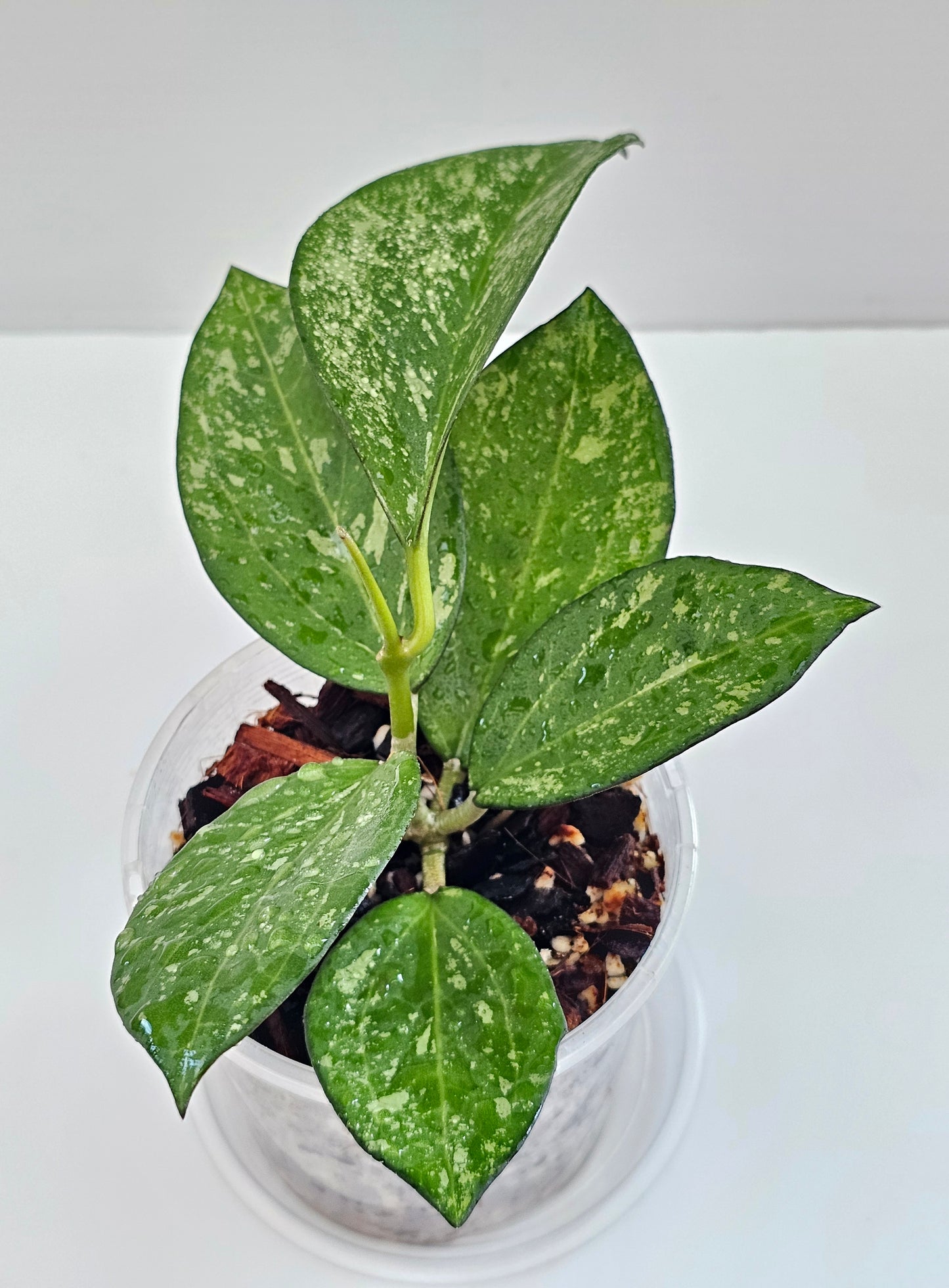 💥Hoya icensis  'Splash'💥