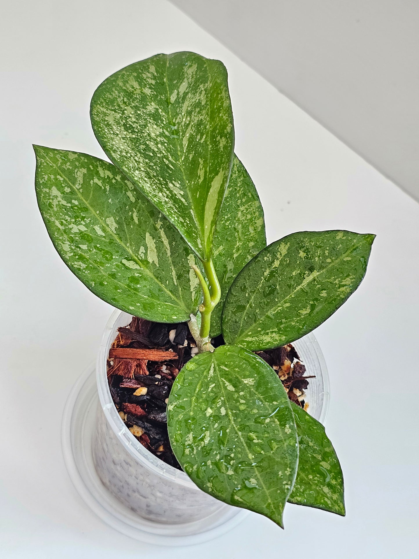 💥Hoya icensis  'Splash'💥