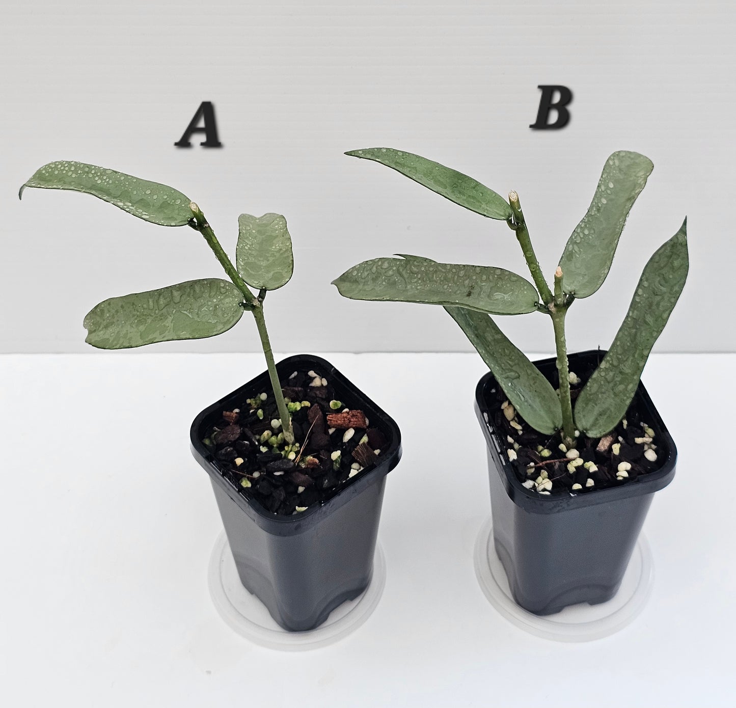 Hoya Pandurata 'Tsiang Silver'