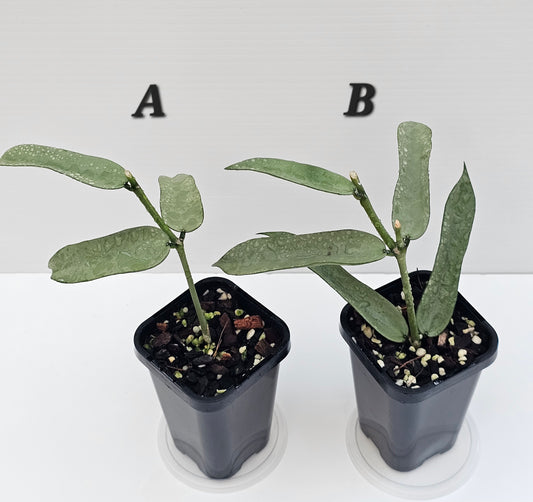 Hoya Pandurata 'Tsiang Silver'