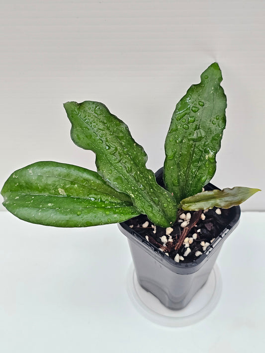 Hoya erythrina