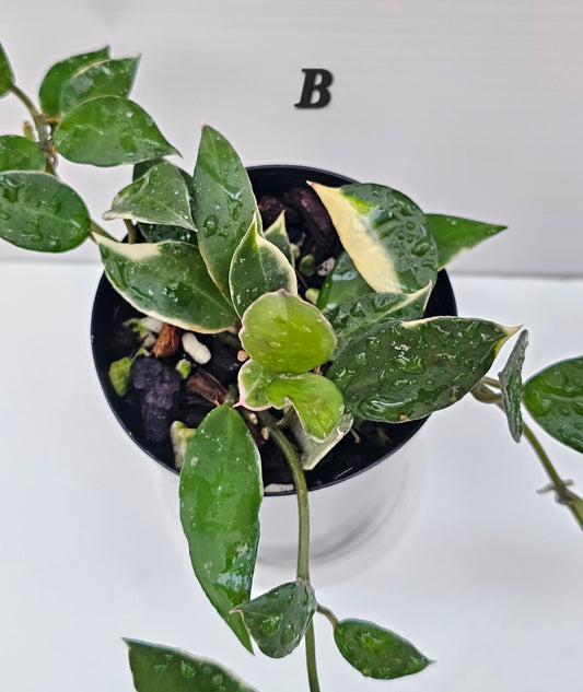 💥 Hoya lacunosa 'Asami' Outer Variegated💥