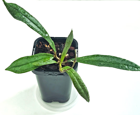 Hoya rigidifolia