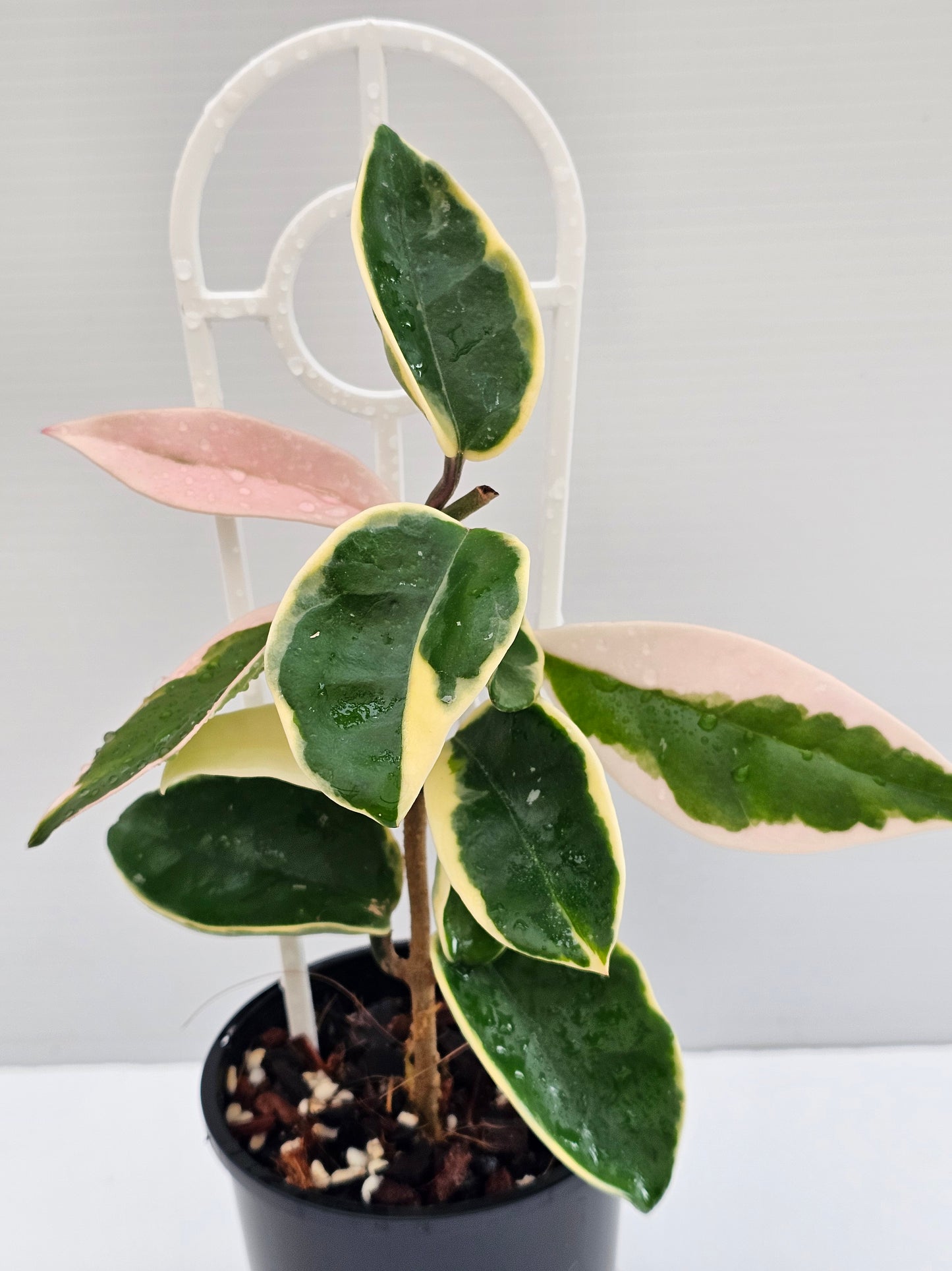 Hoya carnosa  'Krimson Queen'