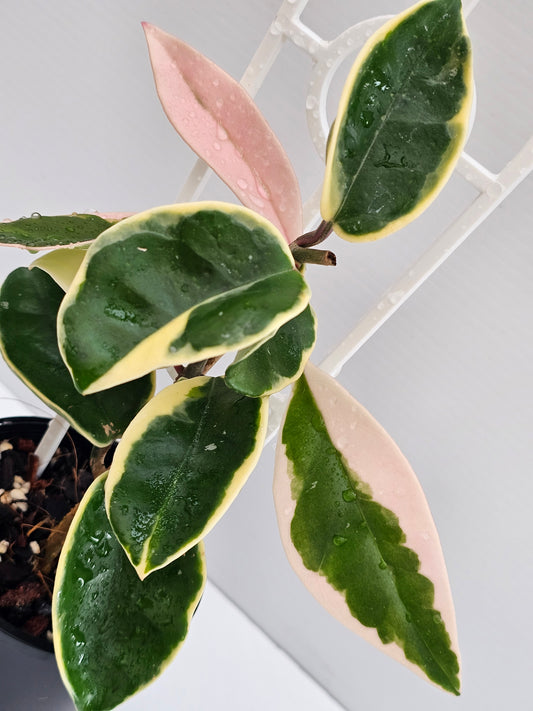 Hoya carnosa  'Krimson Queen'