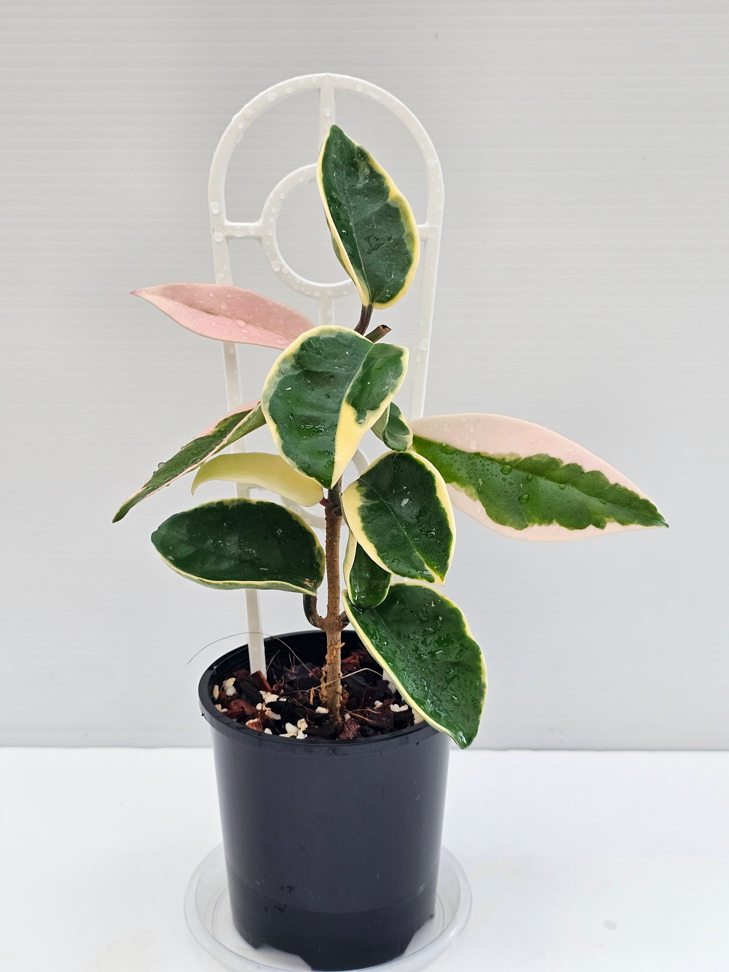 Hoya carnosa  'Krimson Queen'