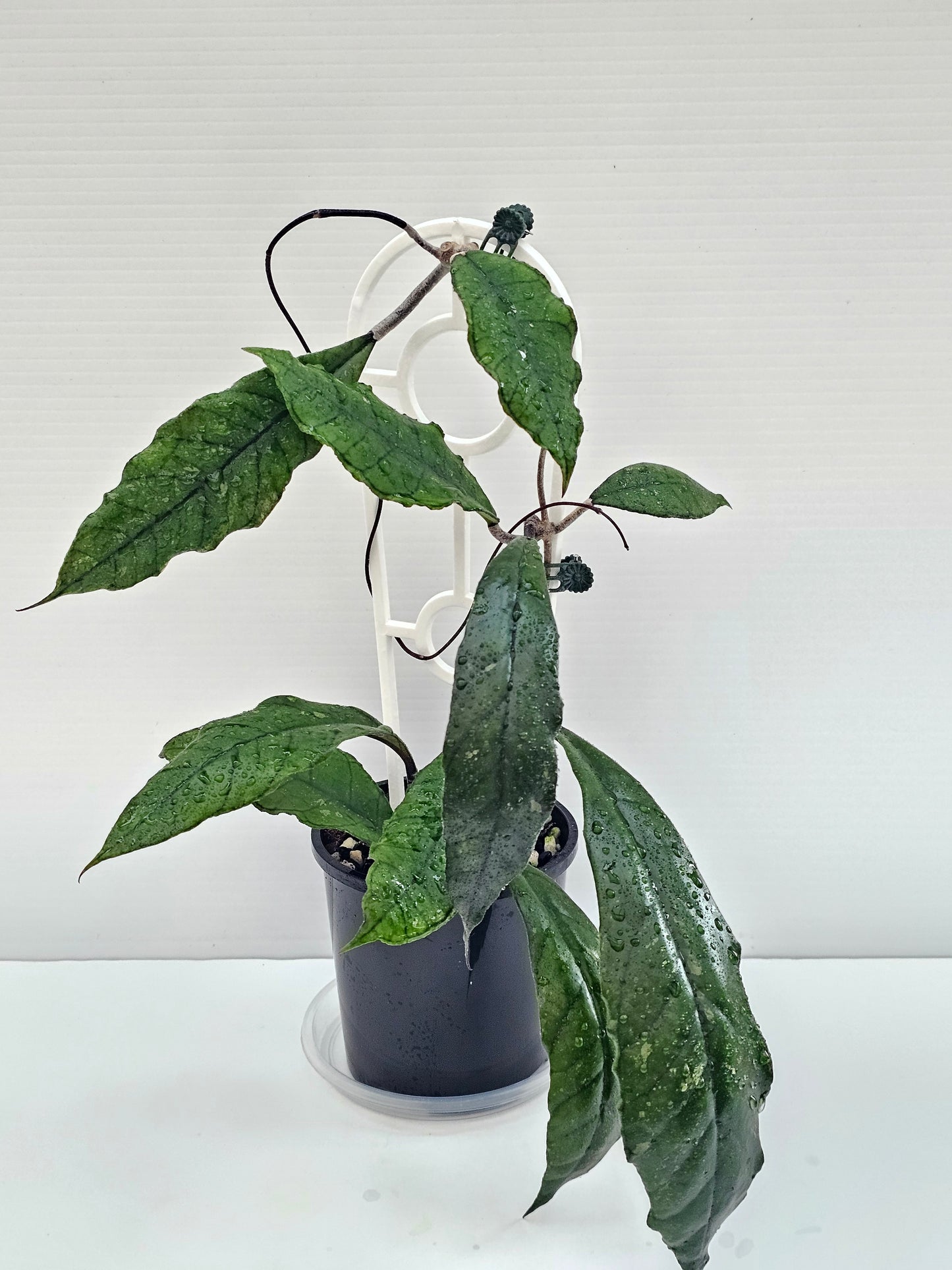 Hoya finlaysonii (Long Leaf) different  clone