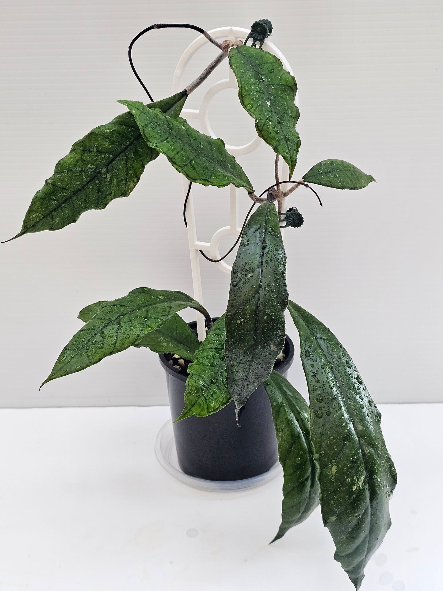 Hoya finlaysonii (Long Leaf) different  clone