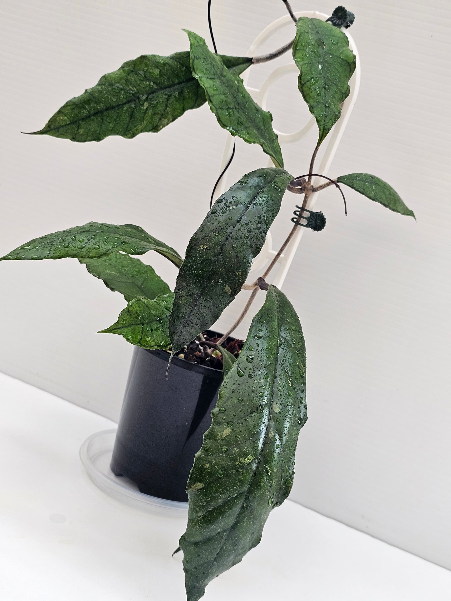 Hoya finlaysonii (Long Leaf) different  clone