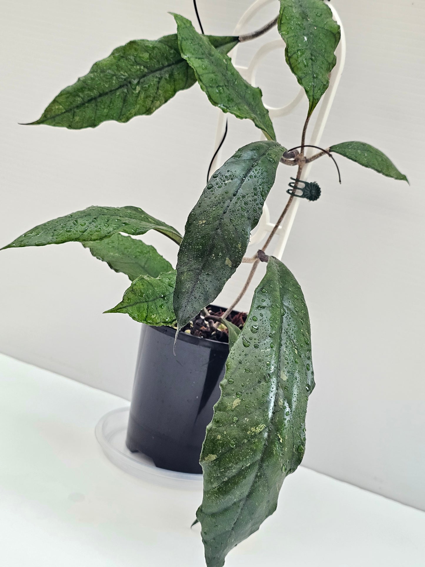 Hoya finlaysonii (Long Leaf) different  clone