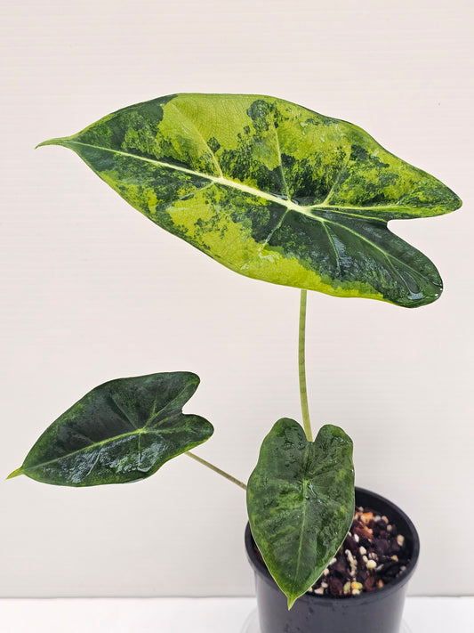 Alocasia frydek 'Green on Green'