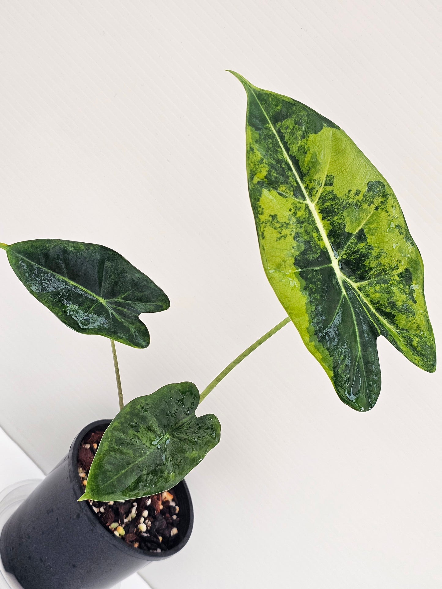 Alocasia frydek 'Green on Green'