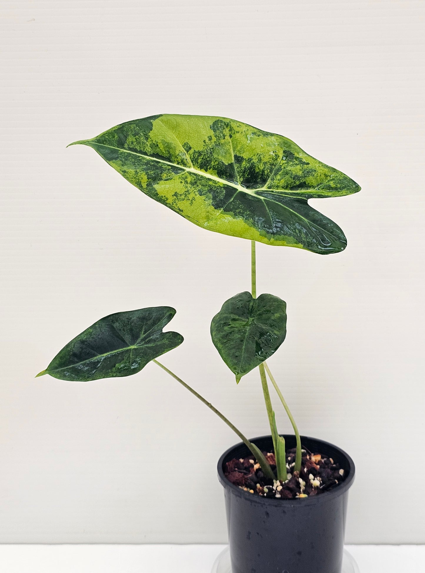 Alocasia frydek 'Green on Green'