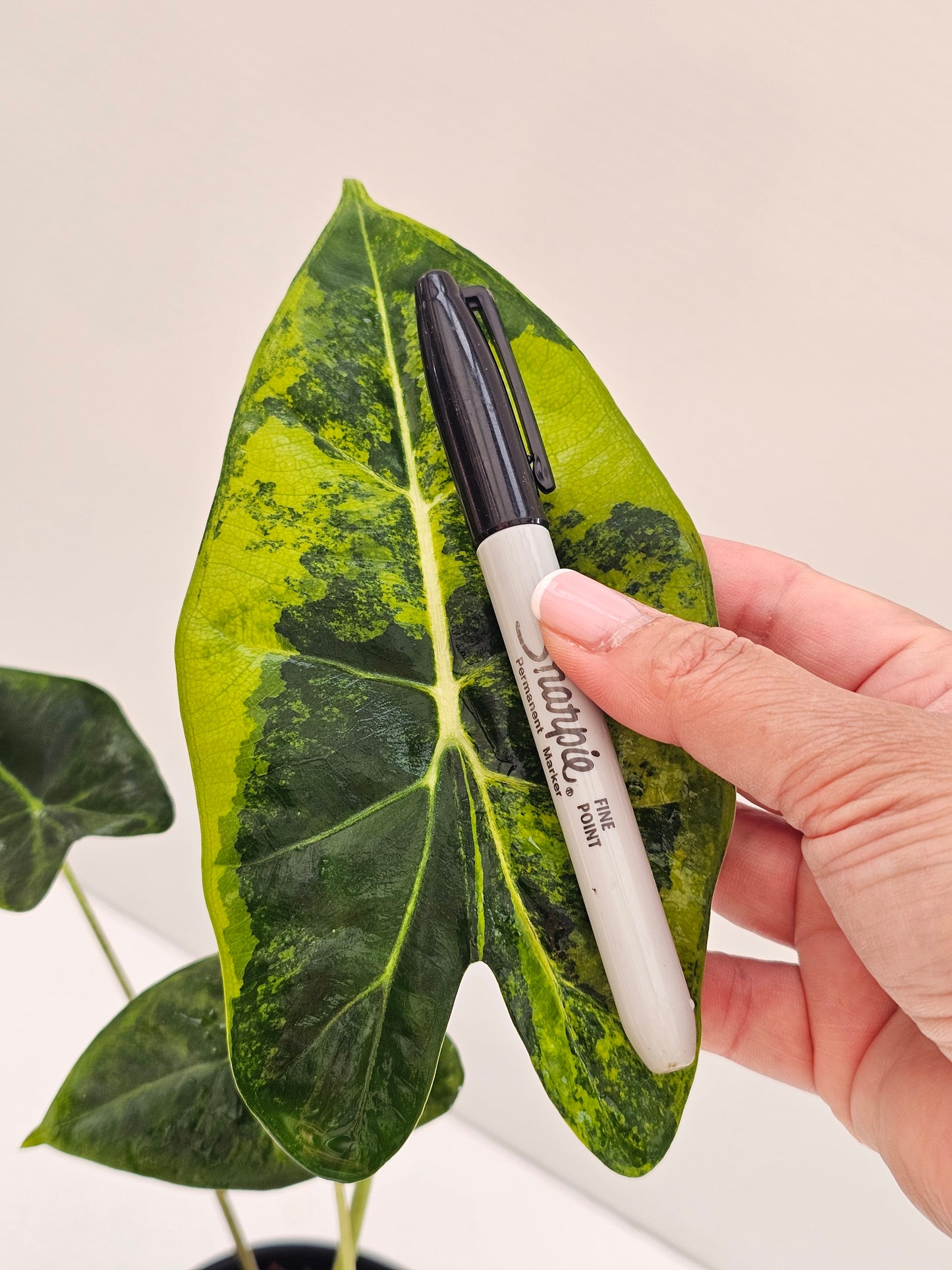 Alocasia frydek 'Green on Green'