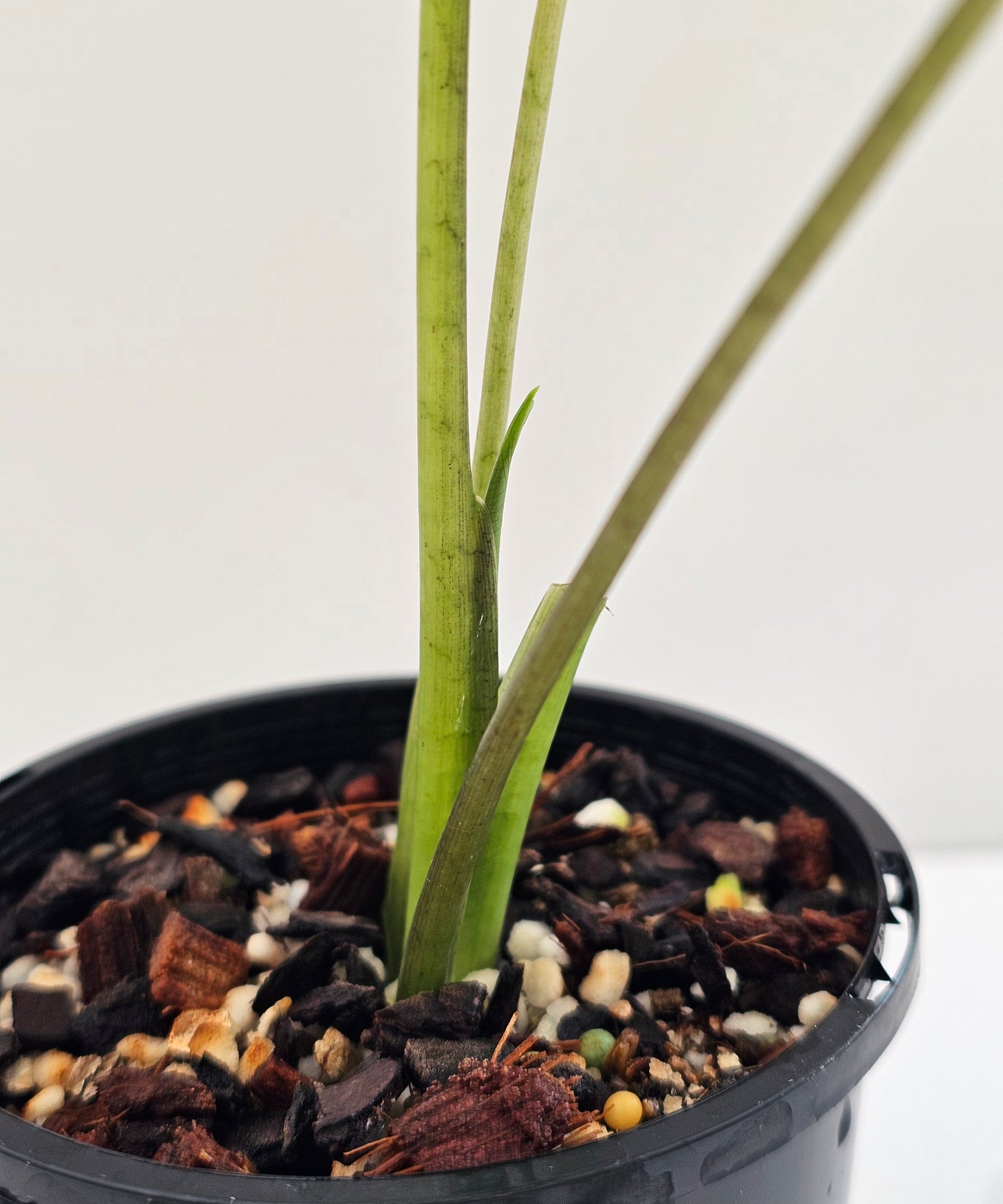 Alocasia frydek 'Green on Green'