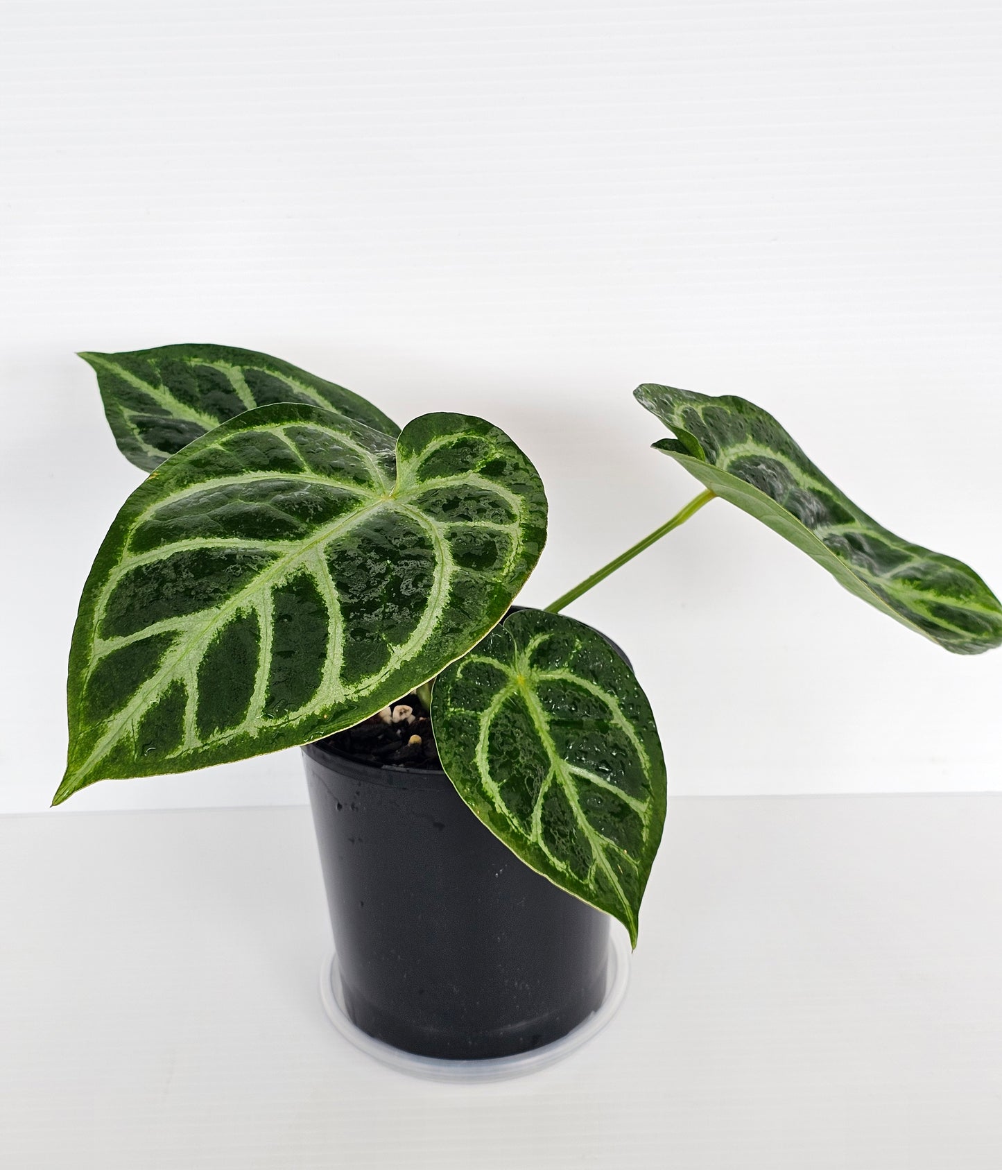Anthurium doroyaki x