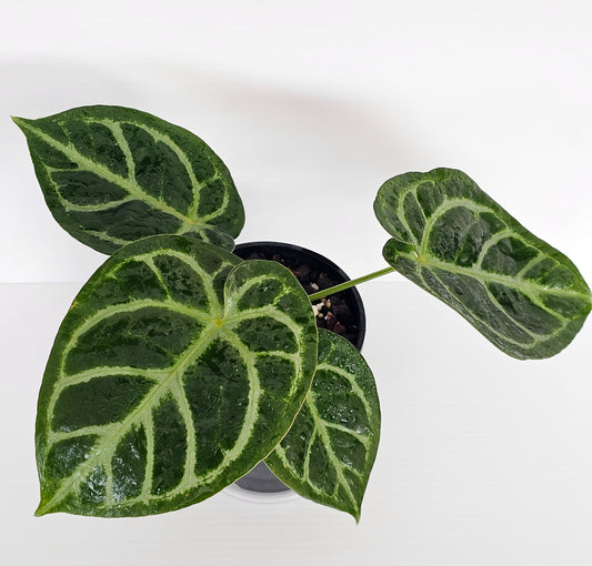 Anthurium doroyaki x