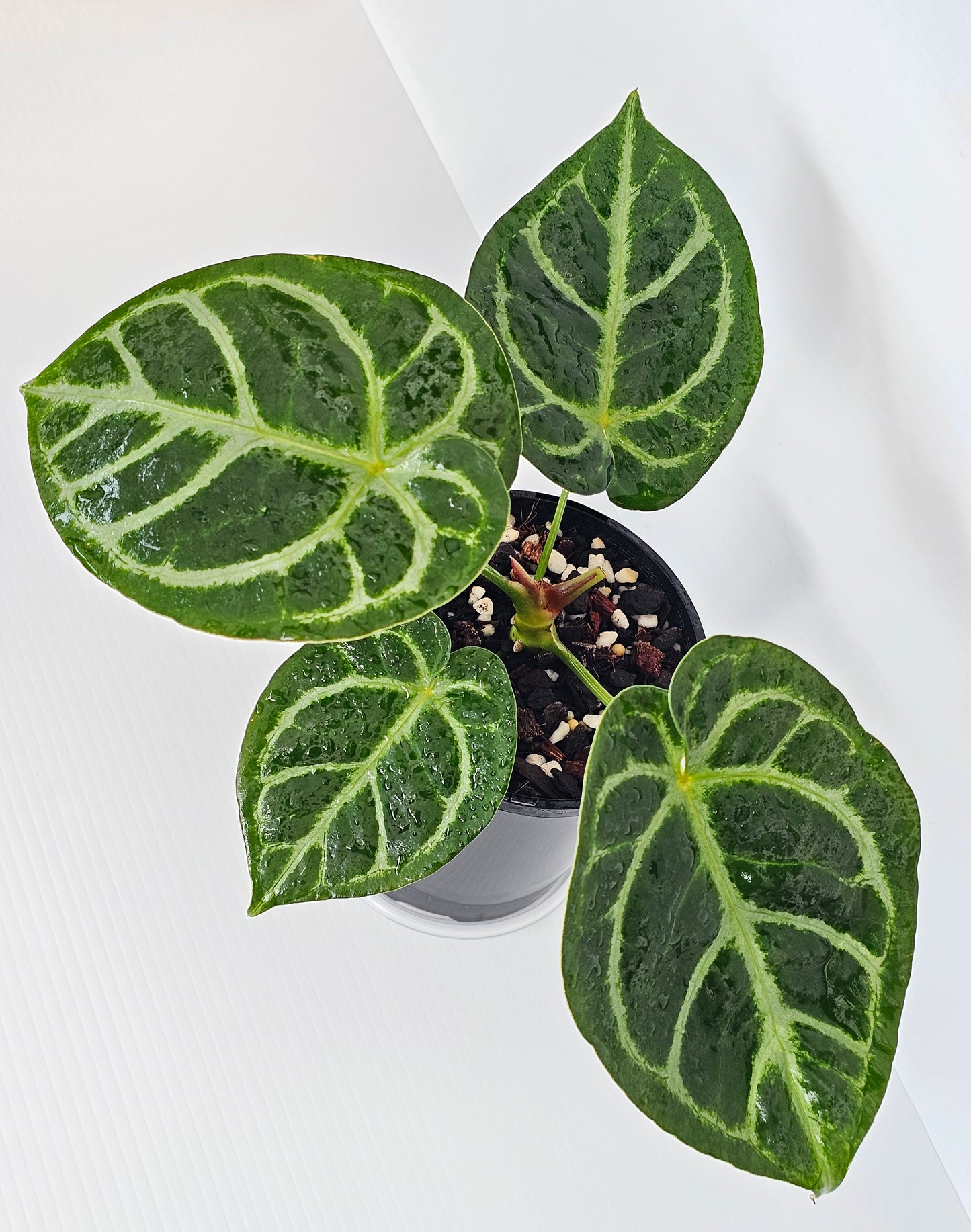 Anthurium doroyaki x