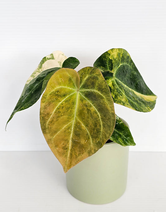 🦄💥Variegated Anthurium forgetii x💥🦄