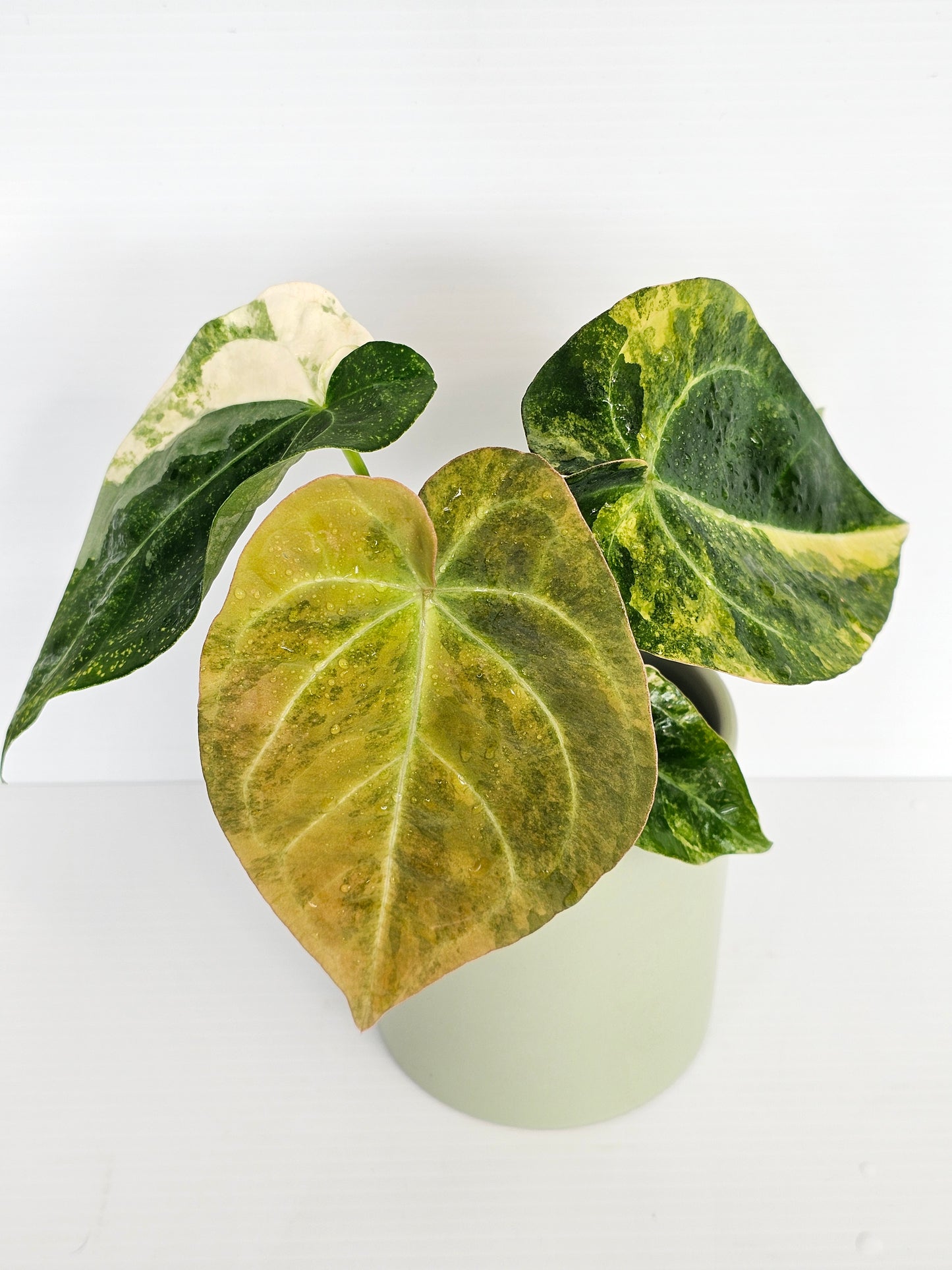 🦄💥Variegated Anthurium forgetii x💥🦄