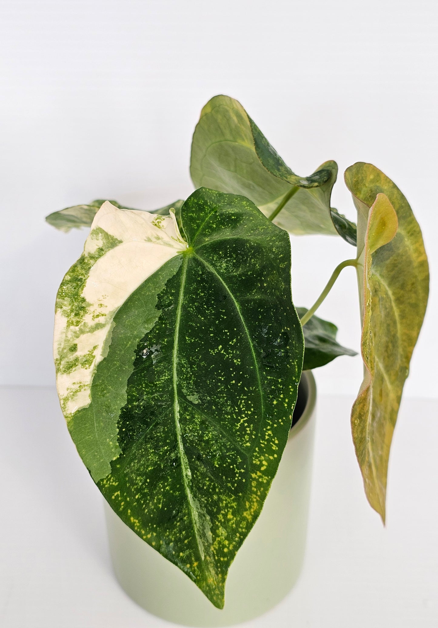 🦄💥Variegated Anthurium forgetii x💥🦄