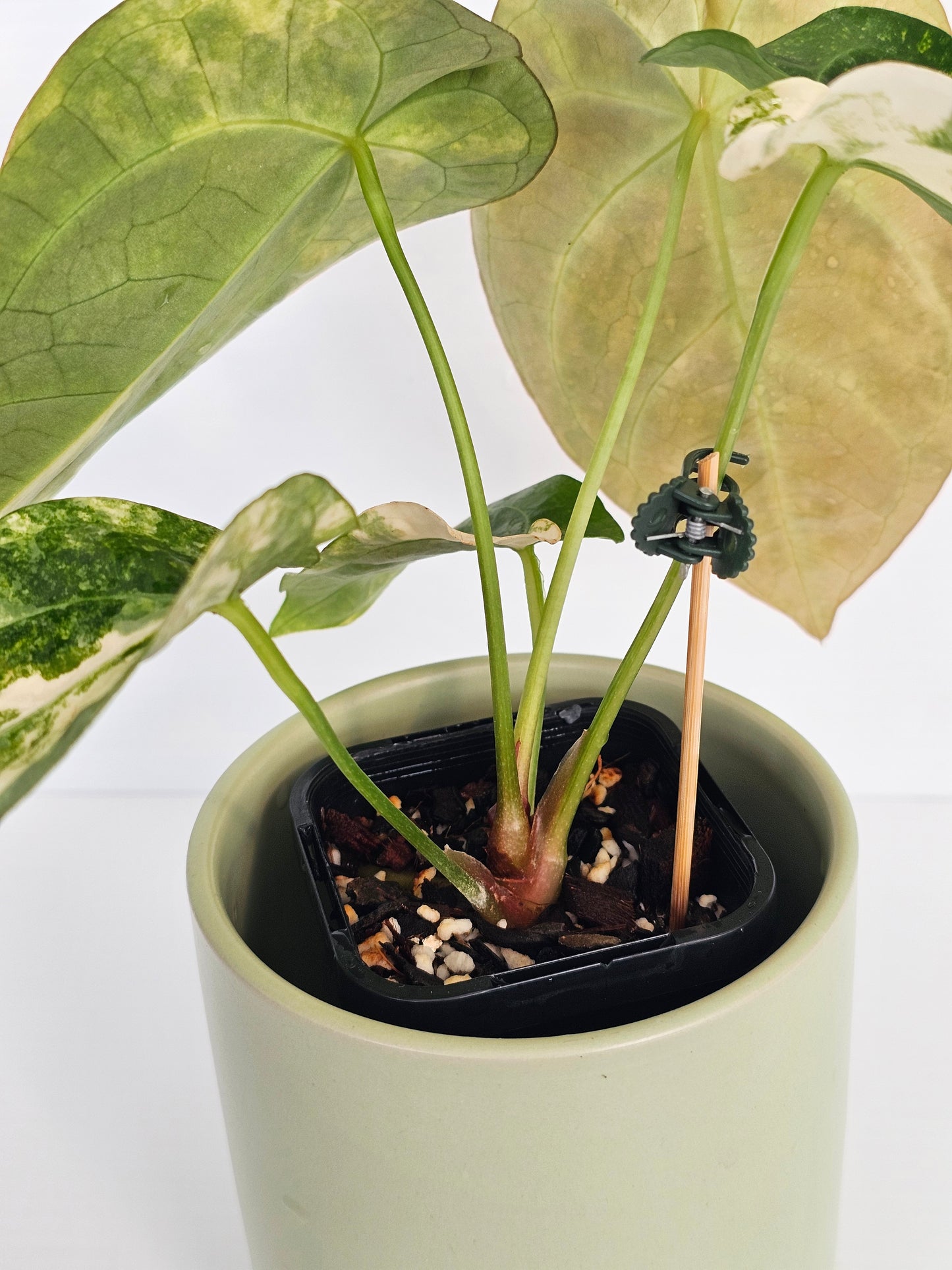 🦄💥Variegated Anthurium forgetii x💥🦄