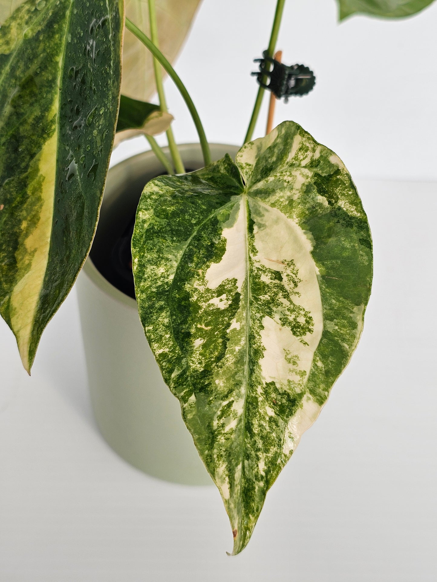 🦄💥Variegated Anthurium forgetii x💥🦄