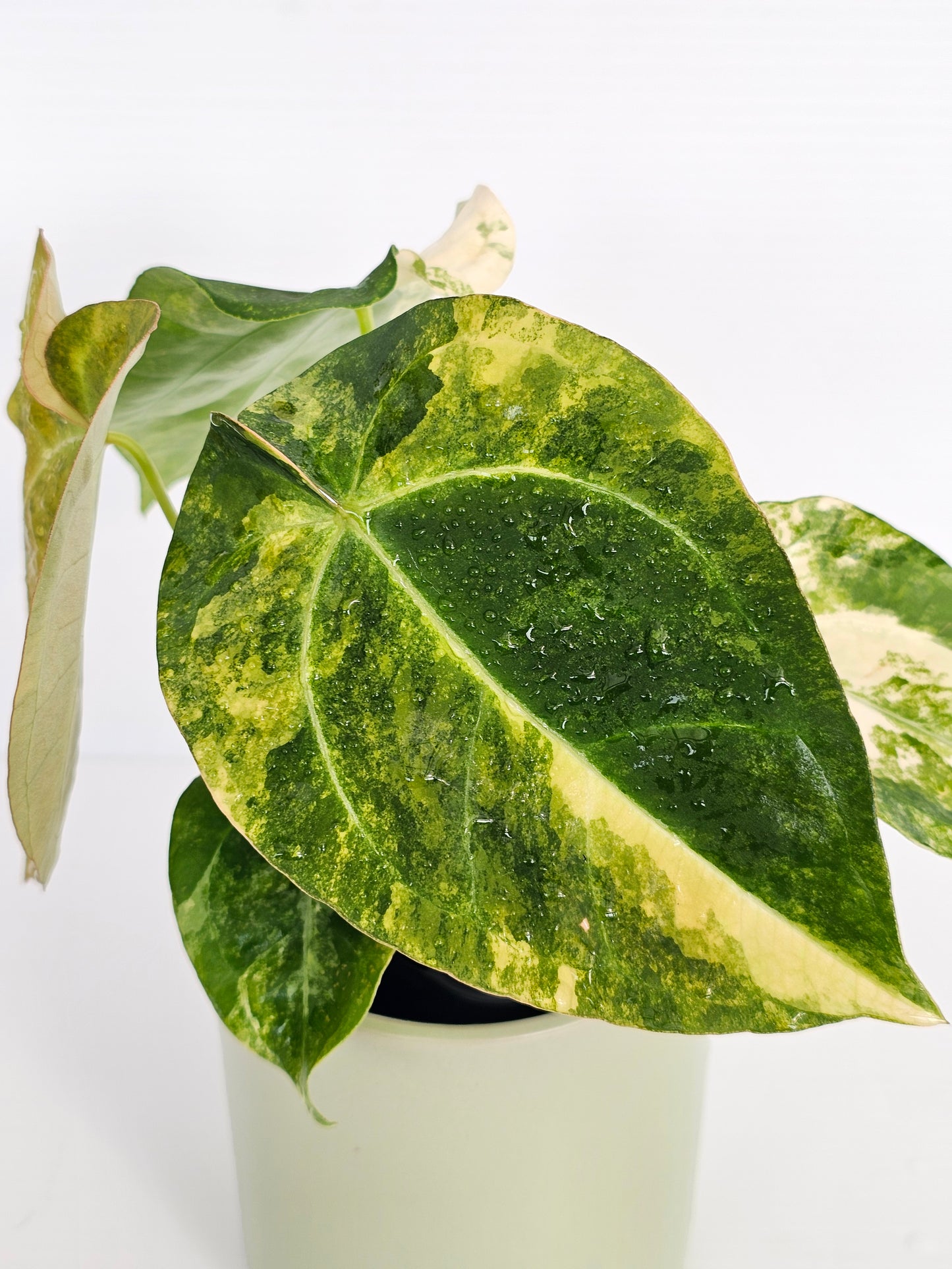 🦄💥Variegated Anthurium forgetii x💥🦄