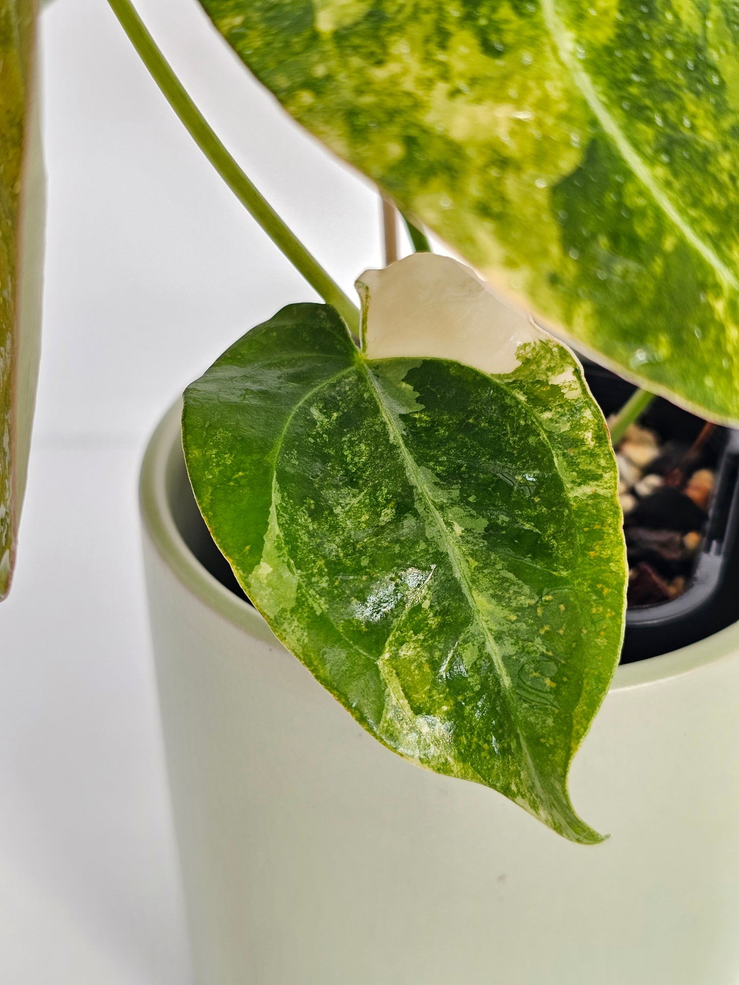 🦄💥Variegated Anthurium forgetii x💥🦄