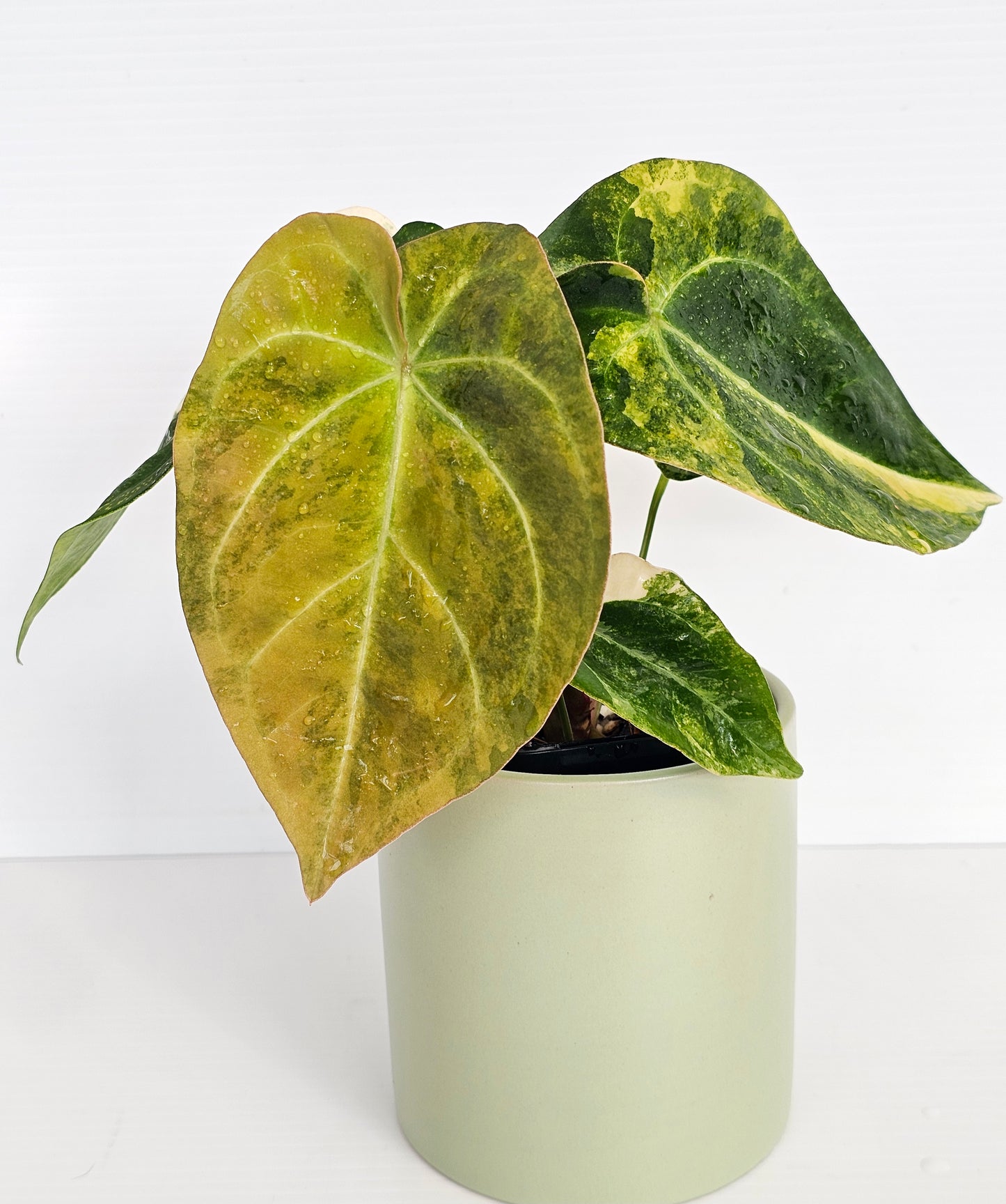 🦄💥Variegated Anthurium forgetii x💥🦄
