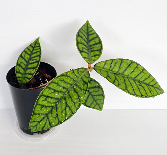 Hoya sp. Kalimantan