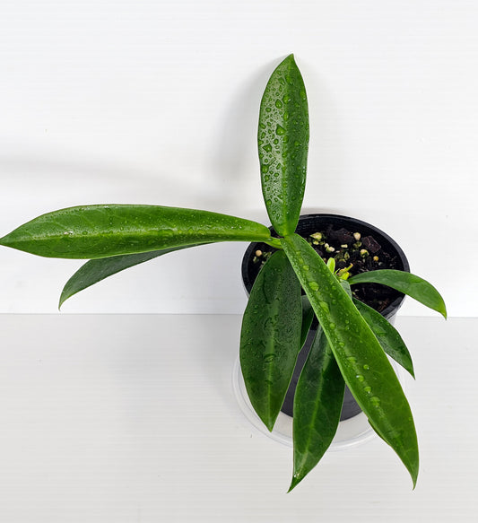 Hoya celata