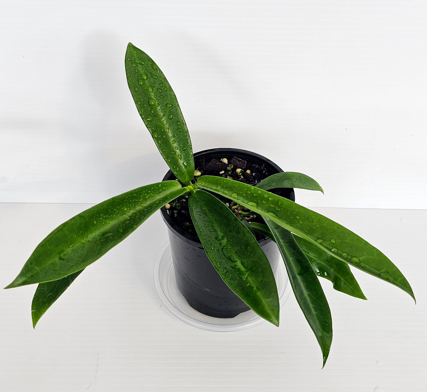 Hoya celata