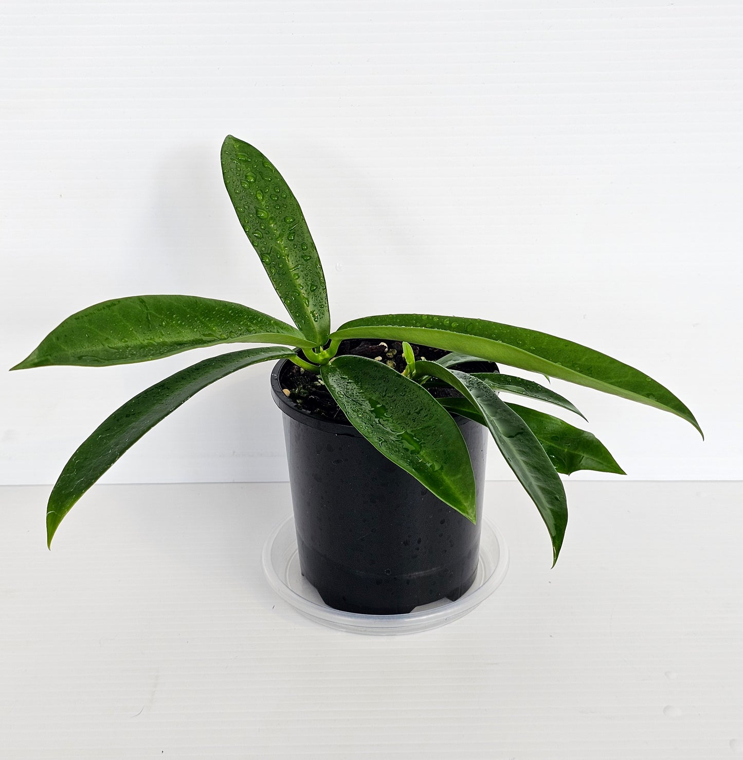 Hoya celata