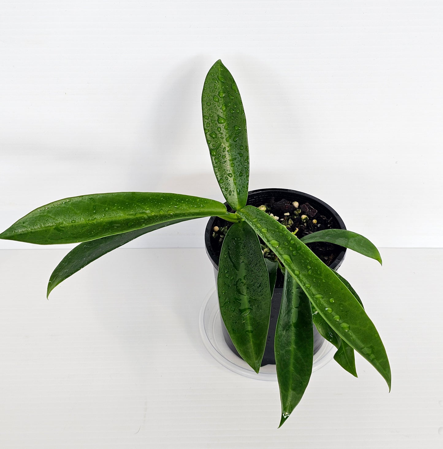 Hoya celata