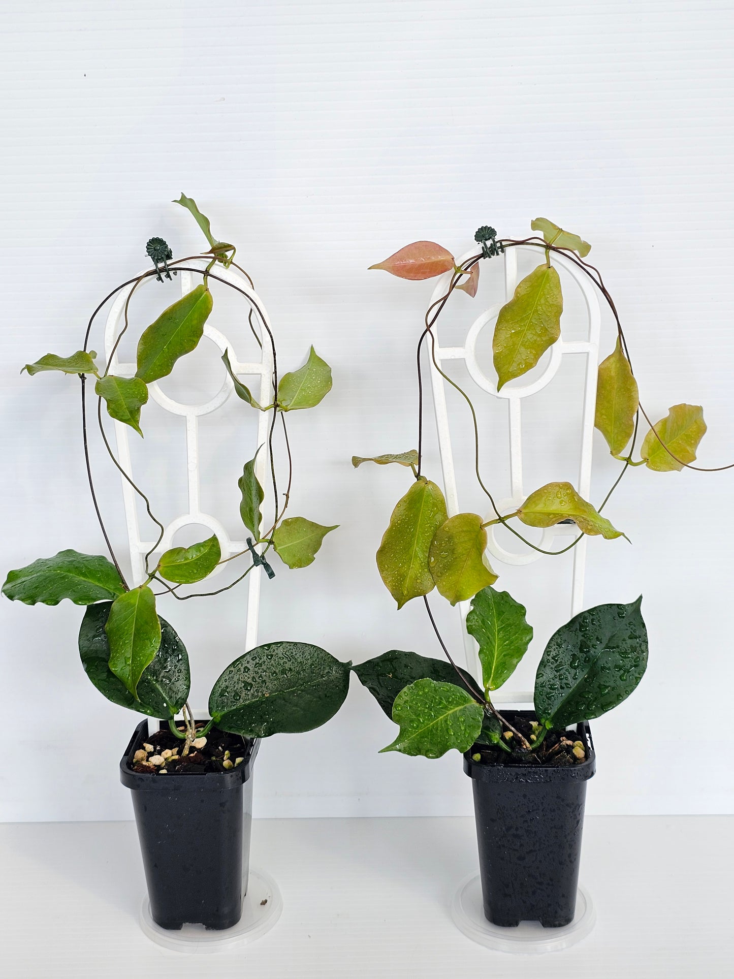 Hoya ischnopus