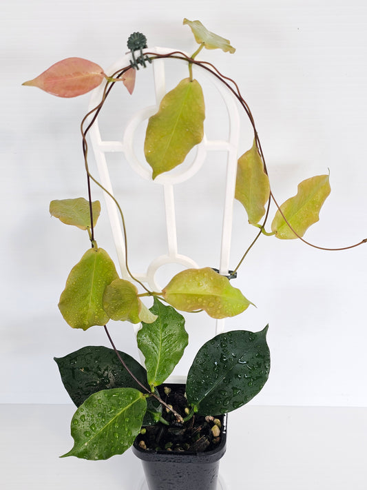 Hoya ischnopus