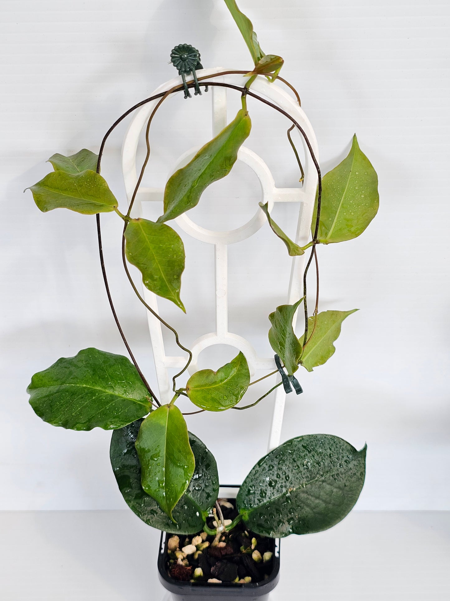 Hoya ischnopus