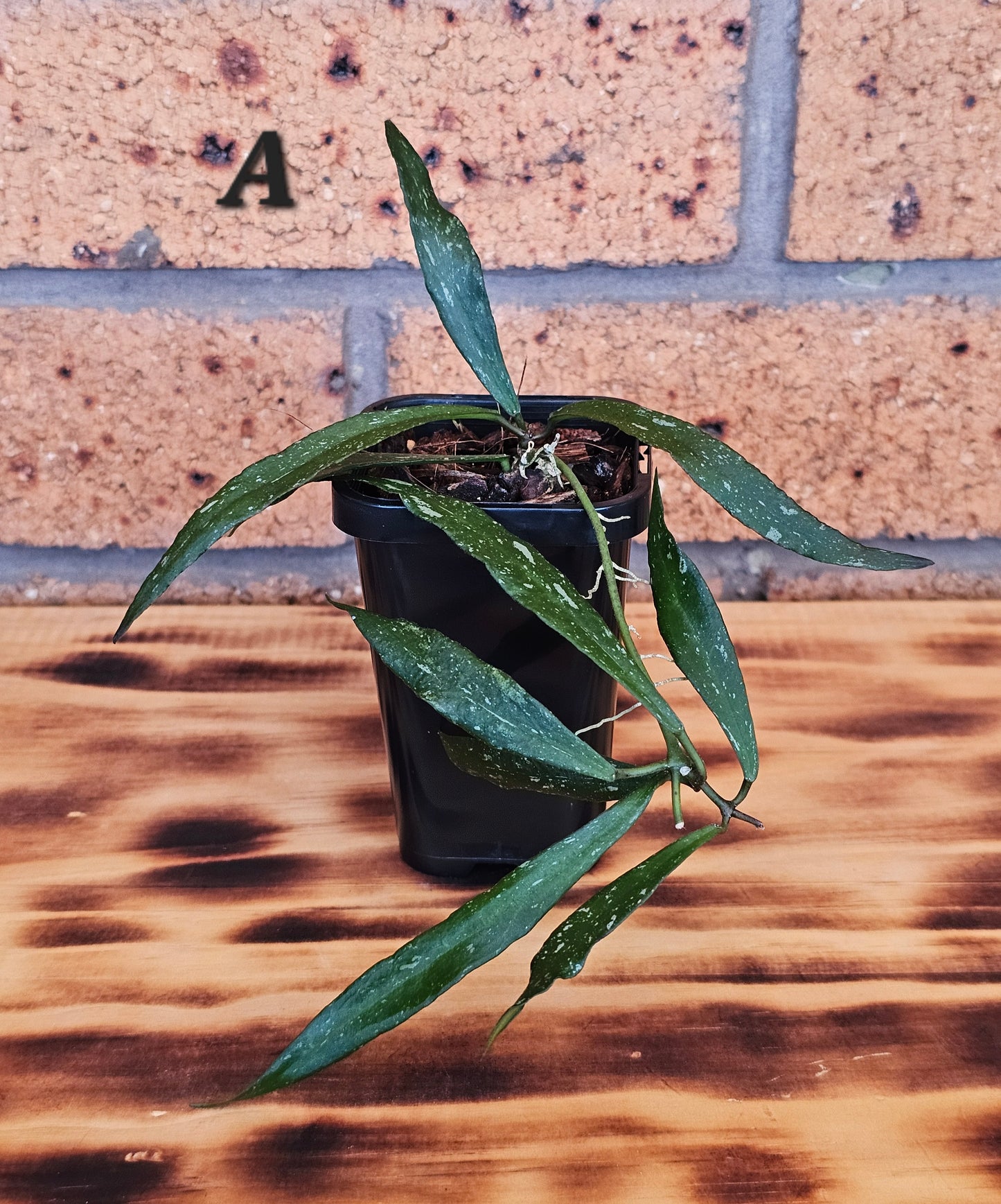 Hoya mirabilis  'Splash'