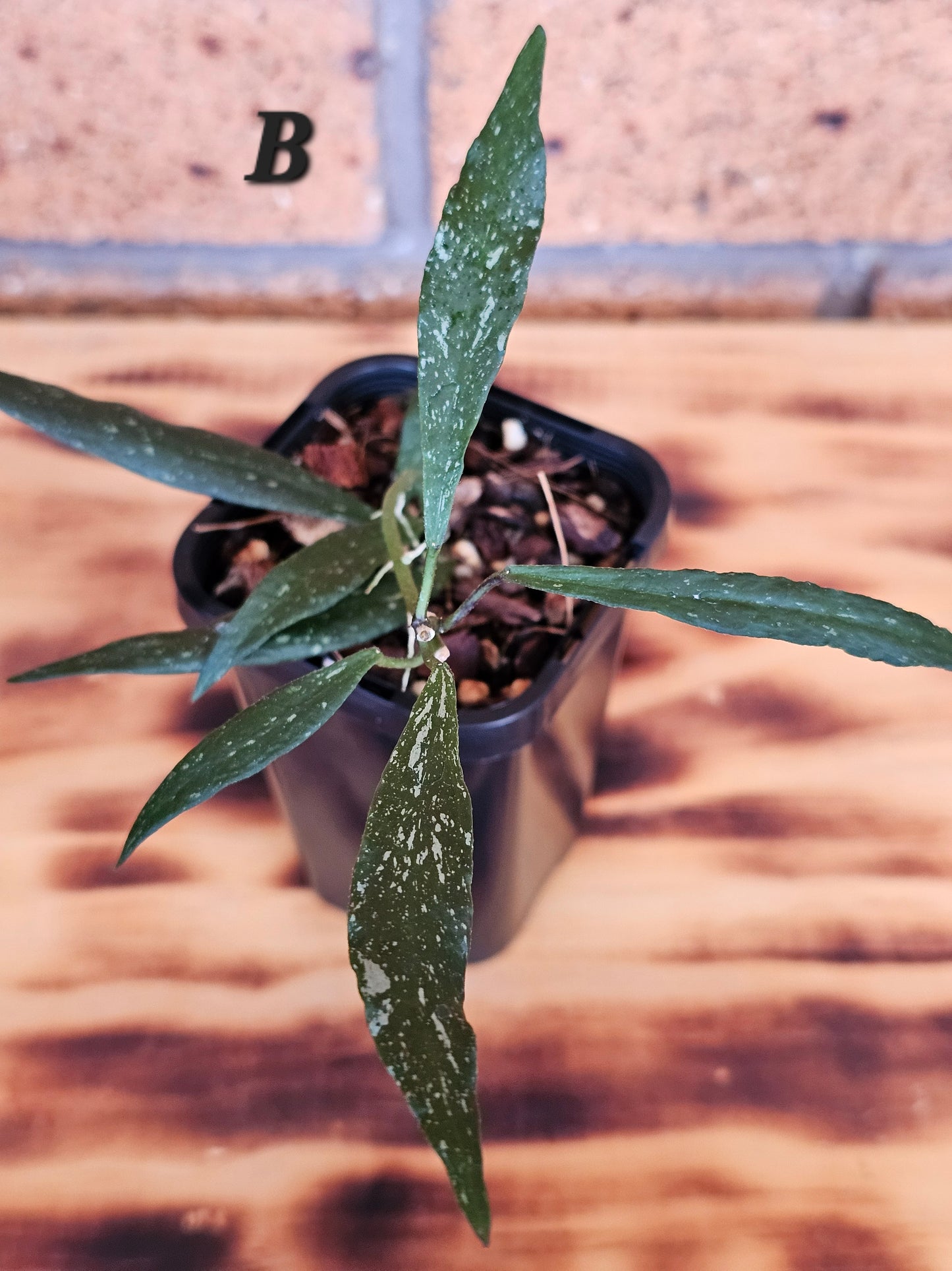 Hoya mirabilis  'Splash'