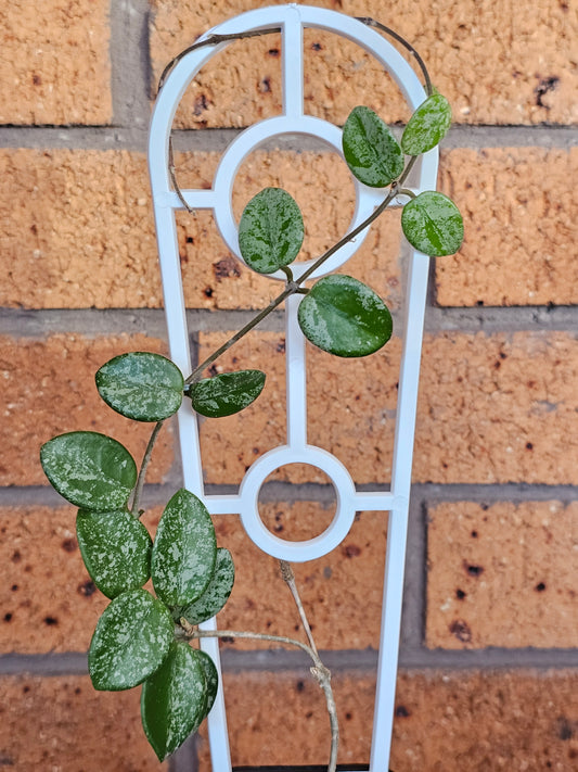 Hoya mathilde 'Splash'