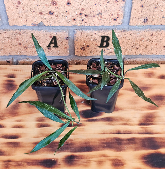 Hoya mirabilis  'Splash'