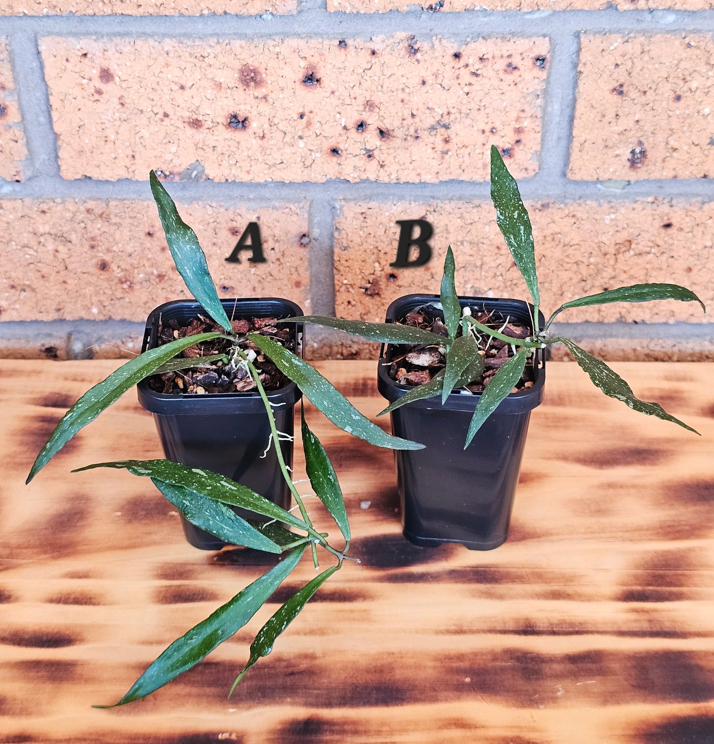 Hoya mirabilis  'Splash'