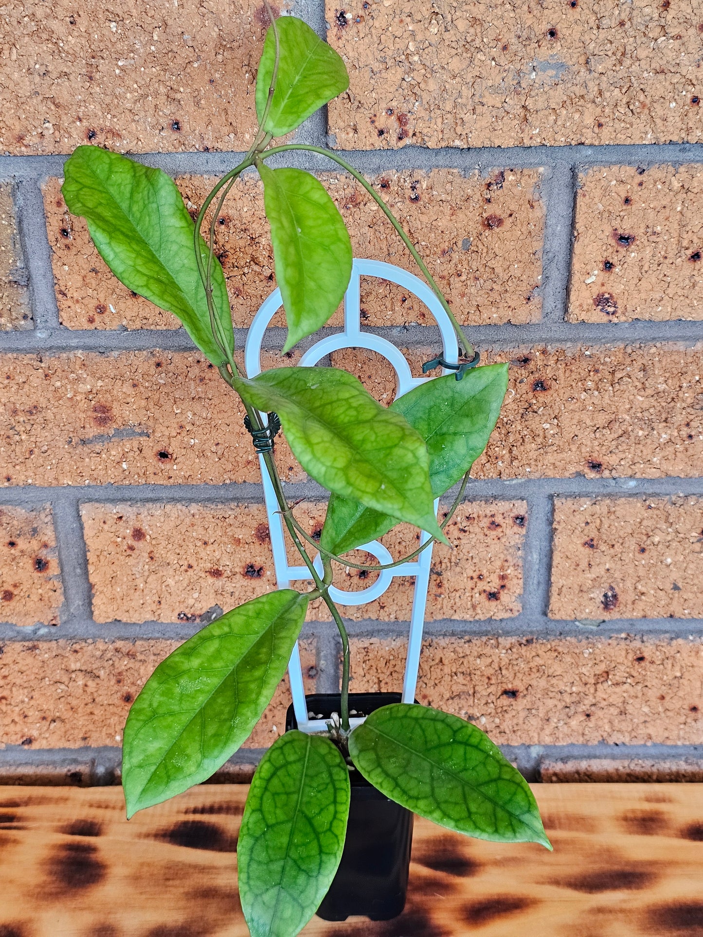 Hoya Estrella Waterfall