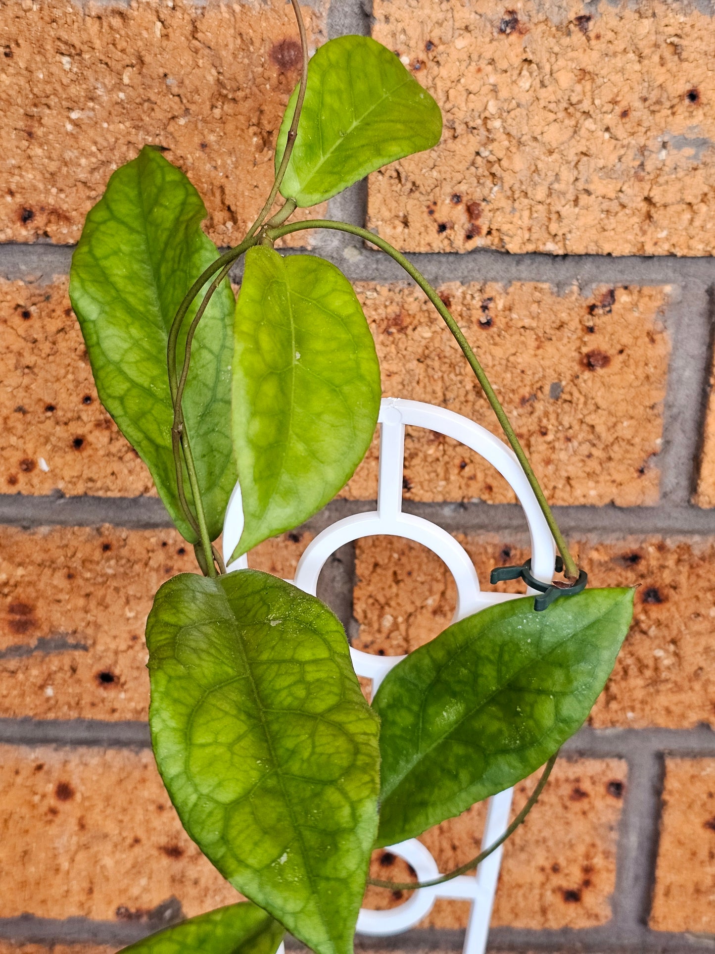 Hoya Estrella Waterfall