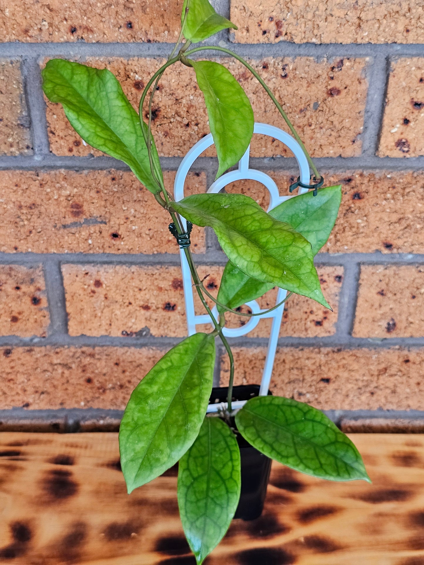 Hoya Estrella Waterfall